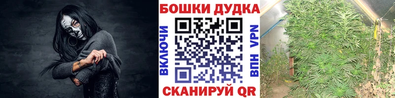 Бошки марихуана сатива  купить закладку  Заозёрск 